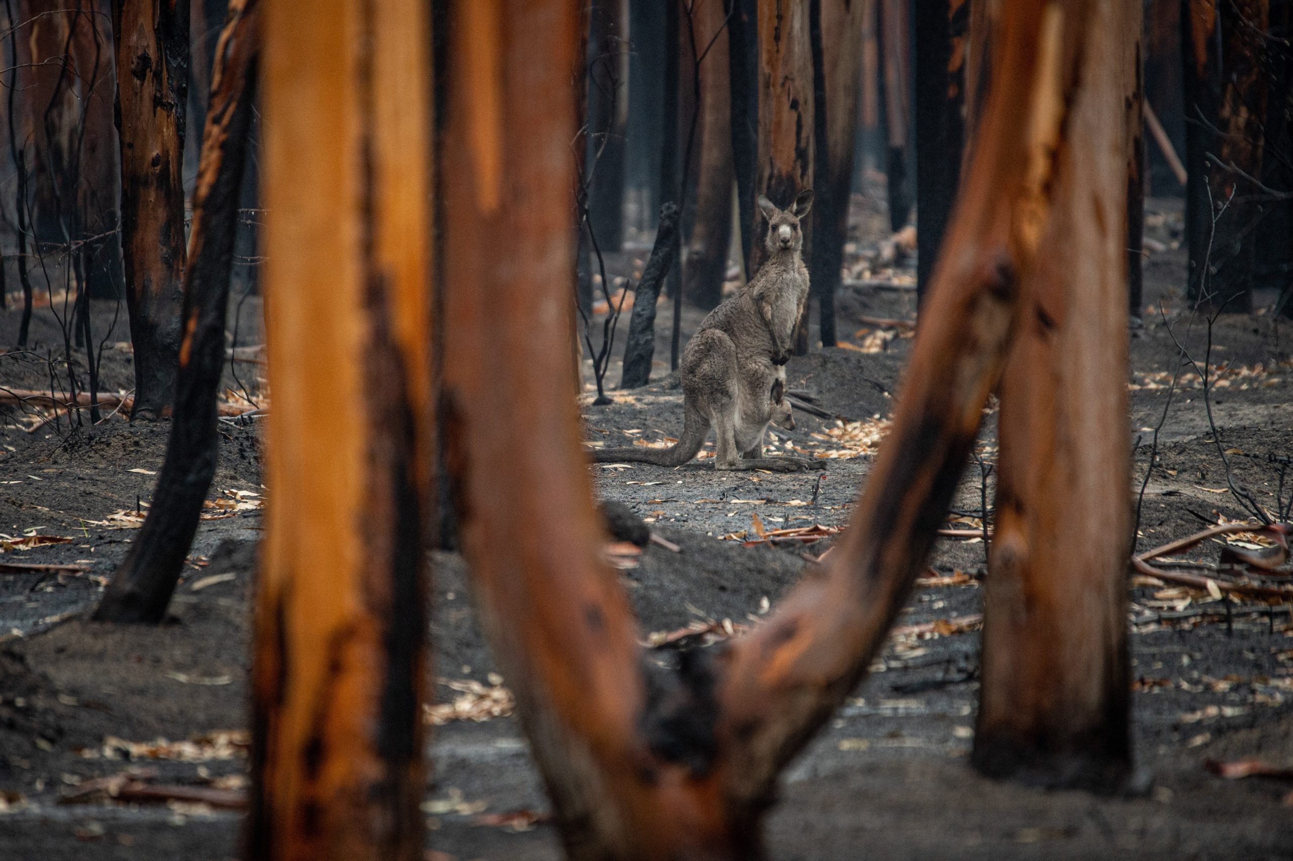 kangaroo in the bushfires