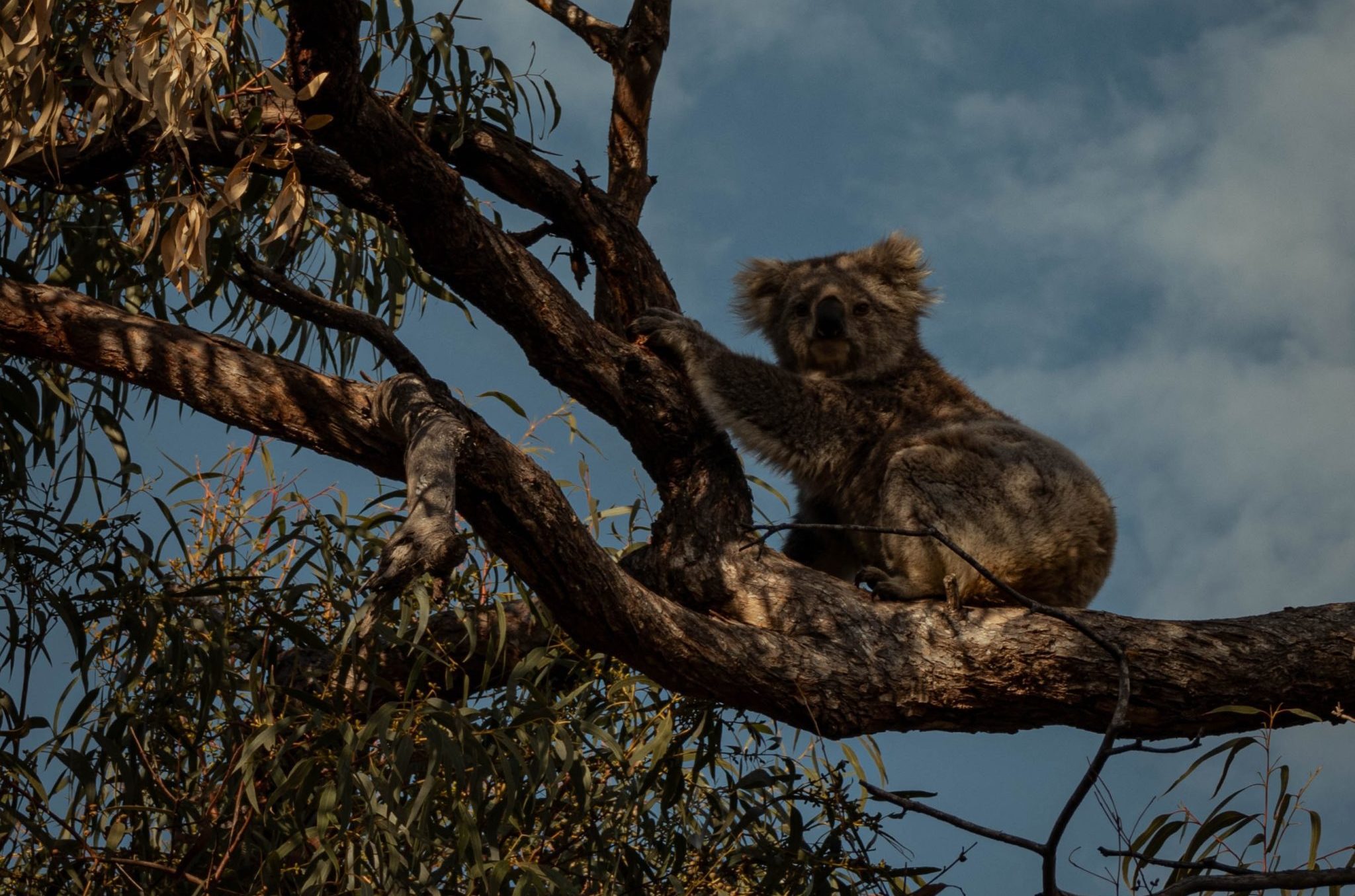koala in the bushfires