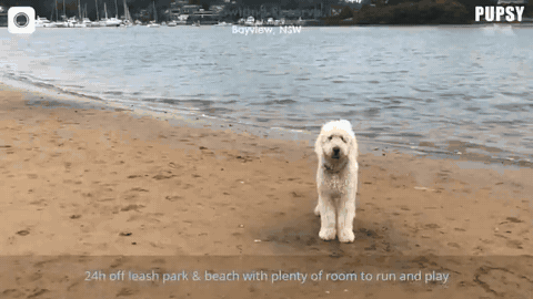 How Pupsy collected trusted dog-friendly location videos from its community customer story image